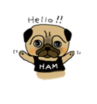 パグ犬ハムオ（個別スタンプ：1）