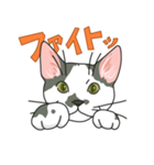 NO CAT NO LIFE サトヲ猫スタンプ（個別スタンプ：6）