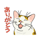 NO CAT NO LIFE サトヲ猫スタンプ（個別スタンプ：8）