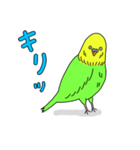 インコちゃんの人間言葉（個別スタンプ：13）