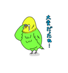 インコちゃんの人間言葉（個別スタンプ：27）