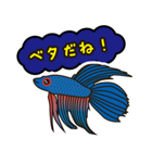 熱帯魚の仲間達（個別スタンプ：1）