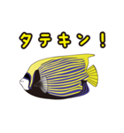 熱帯魚の仲間達（個別スタンプ：13）