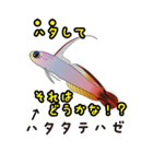 熱帯魚の仲間達（個別スタンプ：20）