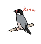 桜文鳥チャッピー（個別スタンプ：25）