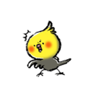 インコシリーズ オカメインコ（個別スタンプ：3）