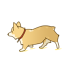 コーギー犬 マイロ（個別スタンプ：17）