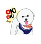 Bichon Frise (BOA)（個別スタンプ：5）