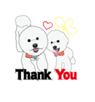 Bichon Frise (BOA)（個別スタンプ：6）