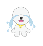 Bichon Frise (BOA)（個別スタンプ：13）