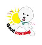 Bichon Frise (BOA)（個別スタンプ：14）