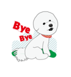Bichon Frise (BOA)（個別スタンプ：19）
