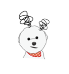 Bichon Frise (BOA)（個別スタンプ：20）