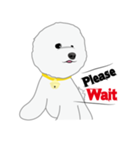 Bichon Frise (BOA)（個別スタンプ：22）