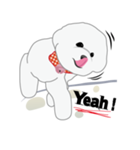 Bichon Frise (BOA)（個別スタンプ：27）