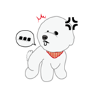 Bichon Frise (BOA)（個別スタンプ：28）