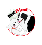 Bichon Frise (BOA)（個別スタンプ：31）