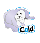 Bichon Frise (BOA)（個別スタンプ：33）