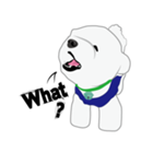 Bichon Frise (BOA)（個別スタンプ：36）