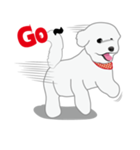 Bichon Frise (BOA)（個別スタンプ：39）