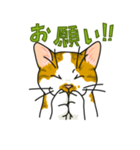 NO CAT NO LIFE サトヲ猫スタンプ2（個別スタンプ：6）