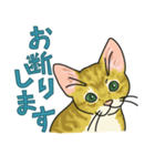 NO CAT NO LIFE サトヲ猫スタンプ2（個別スタンプ：31）