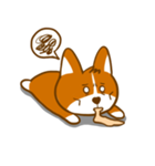 Love Corgi（個別スタンプ：17）