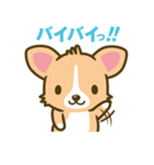 ウェルシュ・コーギー／welsh corgi（個別スタンプ：35）