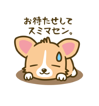 ウェルシュ・コーギー／welsh corgi（個別スタンプ：40）