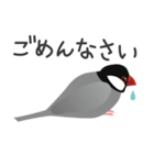 カラフルインコちゃん（個別スタンプ：13）