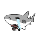 【ホホジロザメ】サメ【ホオジロザメ】（個別スタンプ：16）