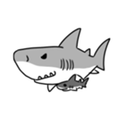 【ホホジロザメ】サメ【ホオジロザメ】（個別スタンプ：23）