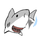 【ホホジロザメ】サメ【ホオジロザメ】（個別スタンプ：25）