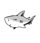 【ホホジロザメ】サメ【ホオジロザメ】（個別スタンプ：29）