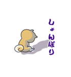 日本犬 ちびマルちゃん4（個別スタンプ：2）