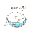 Chacha ＆ Her cats（個別スタンプ：19）