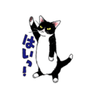 白黒ねこず（個別スタンプ：38）