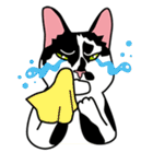 Wish名物にゃんこスタンプ（個別スタンプ：12）