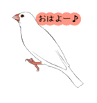 まいにち文鳥（個別スタンプ：10）