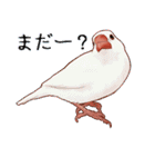 まいにち文鳥（個別スタンプ：11）