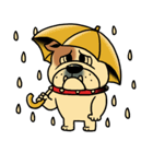 Mr.Bulldog（個別スタンプ：2）