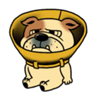 Mr.Bulldog（個別スタンプ：12）