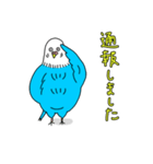 インコちゃんのオタク言葉（個別スタンプ：8）