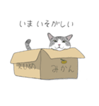 かわいいねこ（個別スタンプ：16）