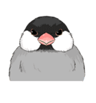 ぶんちょうきょうだい！（個別スタンプ：39）