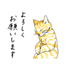 続／茶とら猫・ことちゃん（個別スタンプ：1）