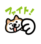 柴犬（個別スタンプ：1）