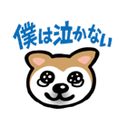 柴犬（個別スタンプ：3）