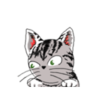 American Shorthair Cats-2（個別スタンプ：1）