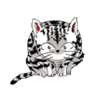 American Shorthair Cats-2（個別スタンプ：2）